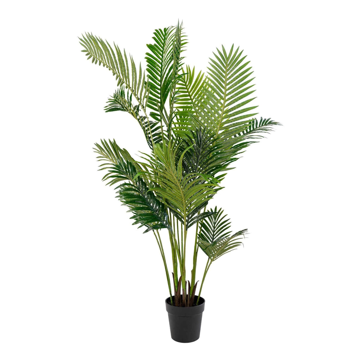 House Nordic Areca Palme