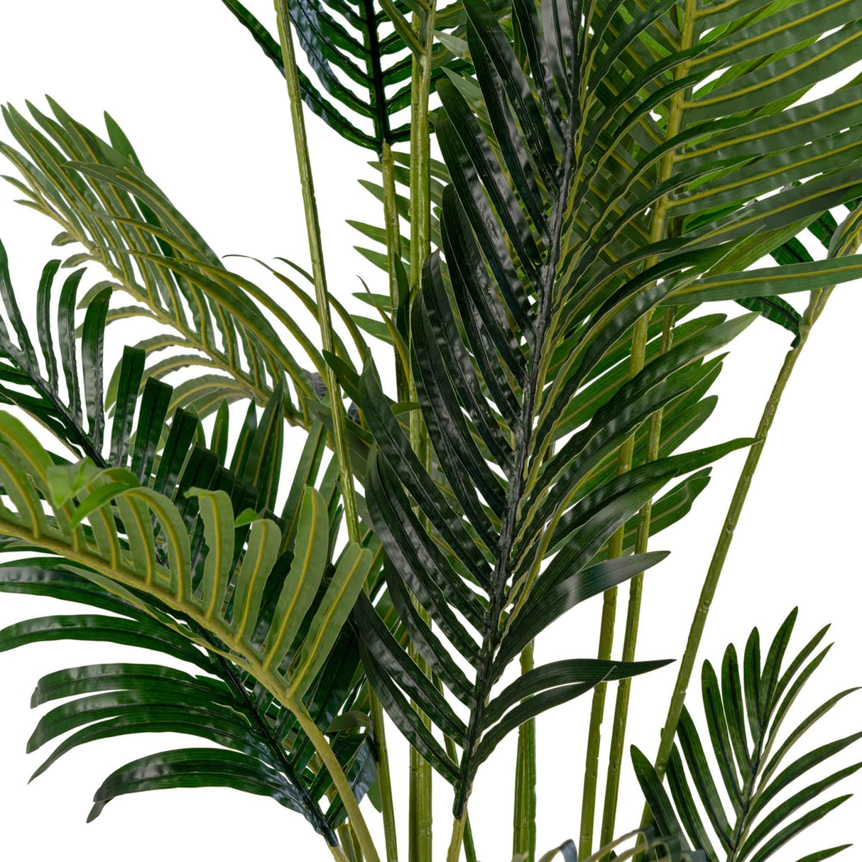 House Nordic Areca Palme