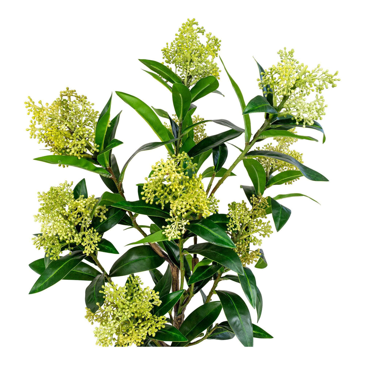 House Nordic Skimmia Træ
