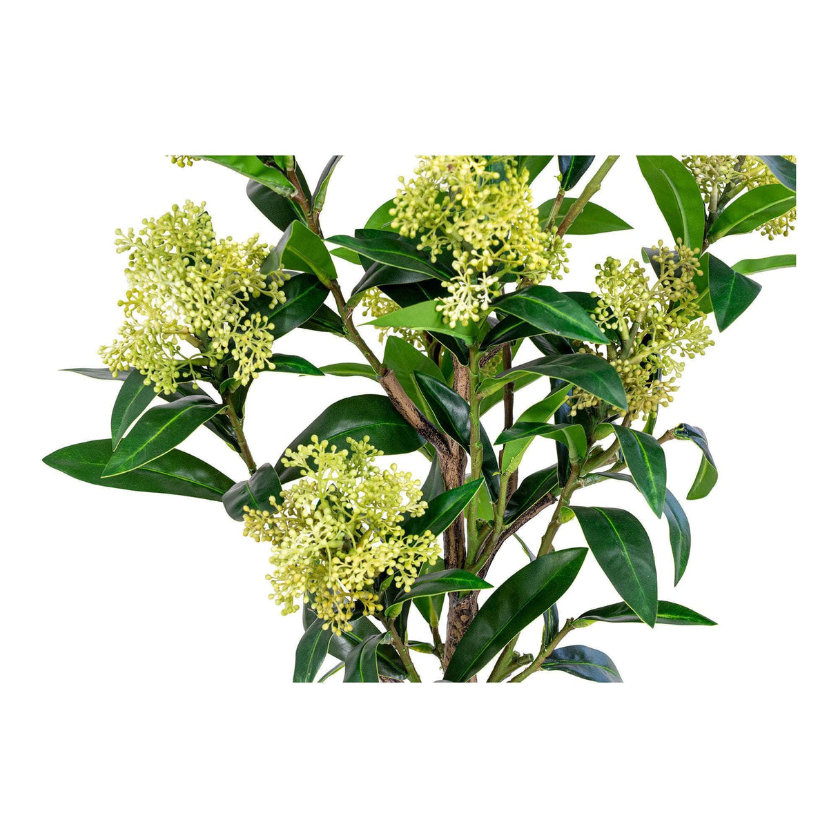 House Nordic Skimmia Træ