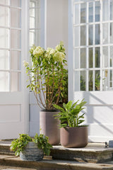 Bahne Pot set low, frost resistant