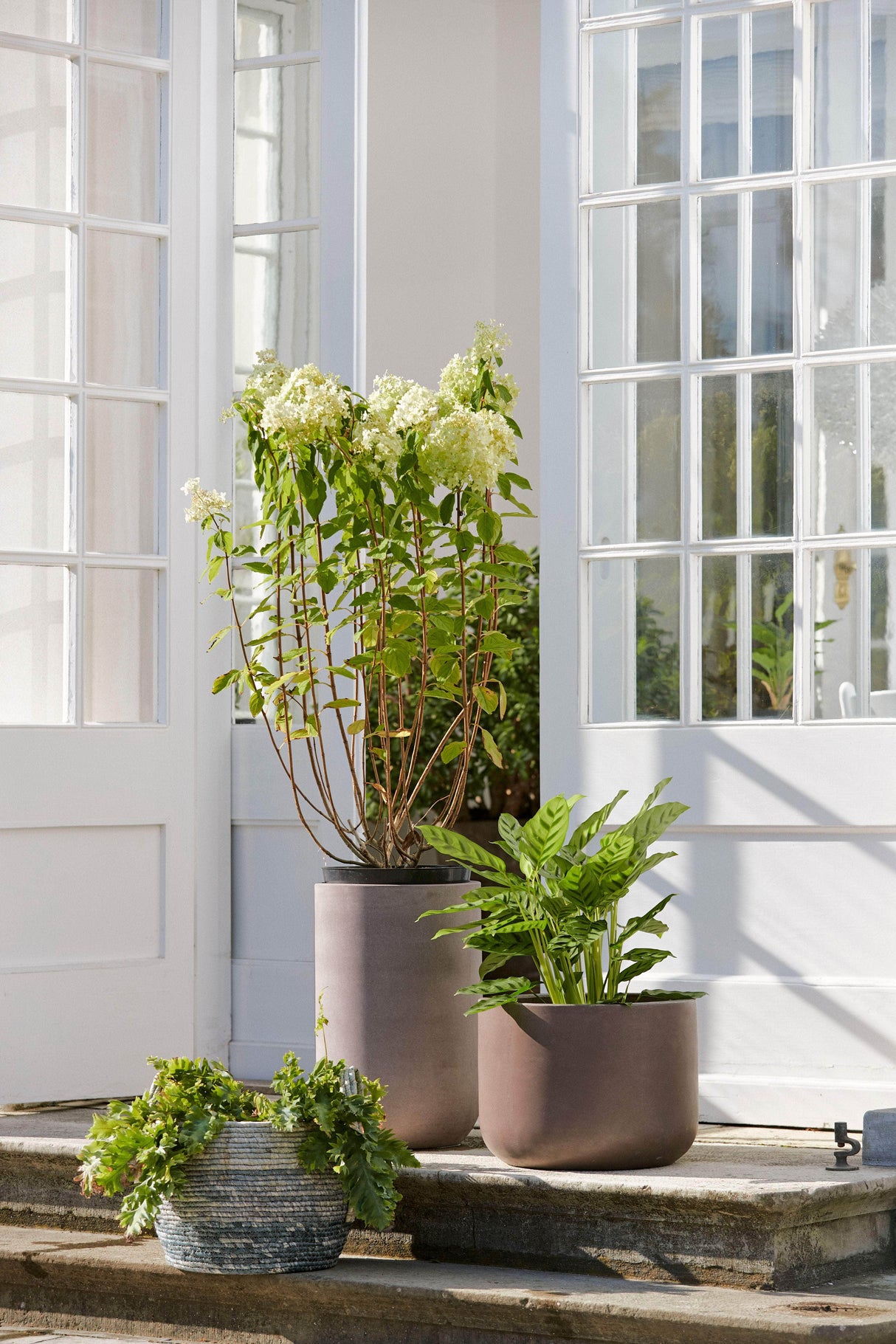 Bahne Pot set low, frost resistant