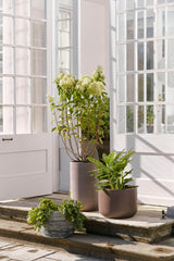 Bahne Pot set low, frost resistant