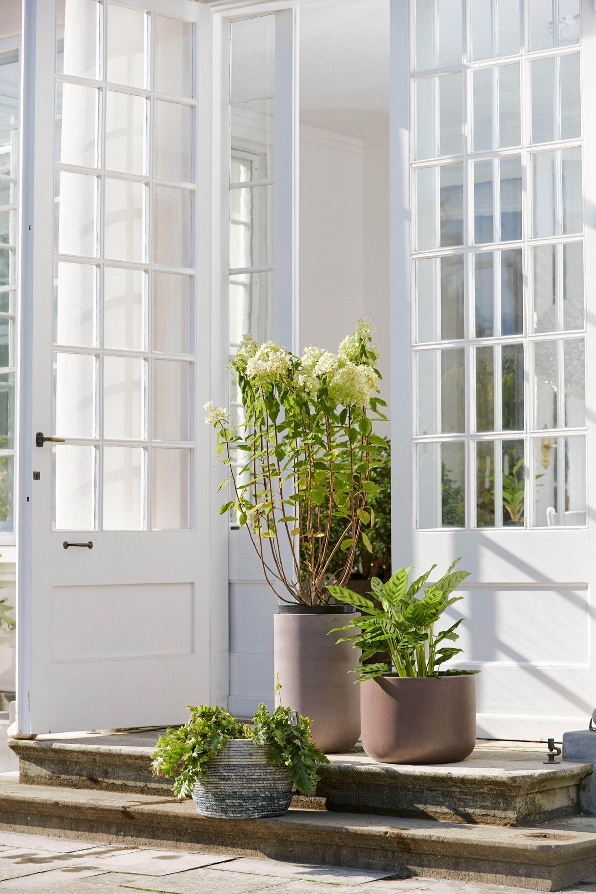 Bahne Pot set low, frost resistant